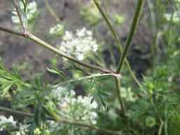 Ames_25608_09ncab01_SD_PL_LV_2011-08-22_01.jpg