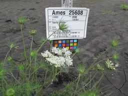 Ames_25608_09ncab01_SD_PL_UM_2010-08-18_01.jpg