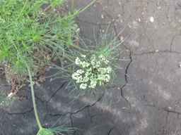 Ames_25608_09ncab01_SD_PL_UM_2010-08-18_02.jpg