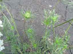Ames_25608_09ncab01_SD_PL_UM_2010-08-18_03.jpg