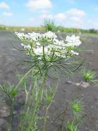 Ames_25608_09ncab01_SD_PL_UM_2010-08-18_04.jpg