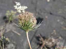 Ames_25608_09ncab01_SD_PL_UM_2010-08-18_05.jpg