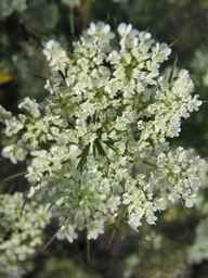 Ames_25608_09ncab01_SD_PL_UM_2011-08-22_02.jpg
