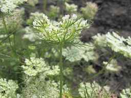 Ames_25608_09ncab01_SD_PL_UM_2011-08-22_03.jpg