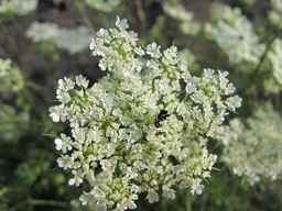 Ames_25608_09ncab01_SD_PL_UM_2011-08-22_04.jpg