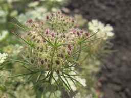 Ames_25608_09ncab01_SD_PL_UM_2011-08-22_05.jpg