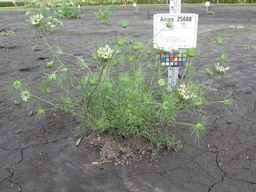 Ames_25608_09ncab01_SD_PL_XX_2010-08-18_01.jpg