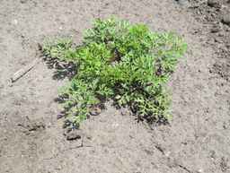 Ames_25608_09ncab01_SD_PL_XX_2011-07-06_02.jpg