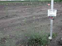 Ames_25721_08ncai01_SD_PL_XX_2010-07-21_03.jpg