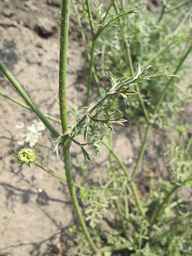 Ames_25724_08ncai01_SD_PL_LV_2011-07-27_01.jpg