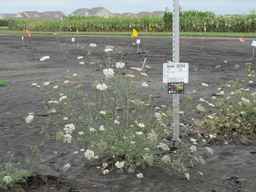 Ames_25724_08ncai01_SD_PL_XX_2010-08-18_01.jpg