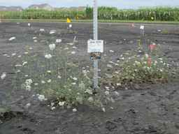 Ames_25724_08ncai01_SD_PL_XX_2010-08-18_02.jpg