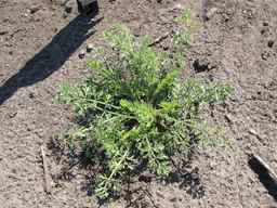 Ames_25724_08ncai01_SD_PL_XX_2011-06-29_02.jpg
