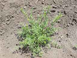 Ames_25724_08ncai01_SD_PL_XX_2011-07-06_02.jpg