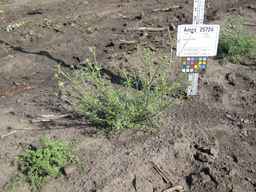 Ames_25724_08ncai01_SD_PL_XX_2011-07-13_01.jpg