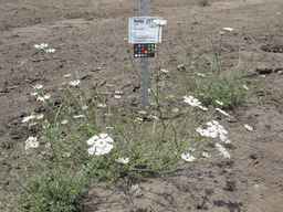 Ames_25724_08ncai01_SD_PL_XX_2011-07-27_01.jpg