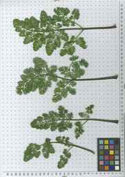 Ames_25729_09ncab01_SD_PL_LV_2010-07-12_02.jpg