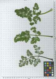 Ames_25729_09ncab01_SD_PL_LV_2010-07-12_03.jpg