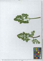 Ames_25729_09ncab01_SD_PL_LV_2010-07-12_04.jpg