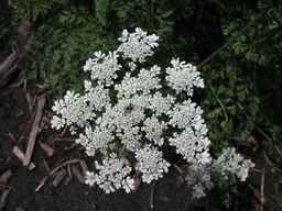 Ames_25729_09ncab01_SD_PL_UM_2010-08-03_01.jpg