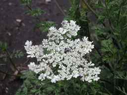 Ames_25729_09ncab01_SD_PL_UM_2010-08-03_02.jpg