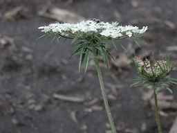 Ames_25729_09ncab01_SD_PL_UM_2010-08-03_03.jpg