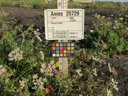 Ames_25729_09ncab01_SD_PL_UM_2010-08-27_01.jpg