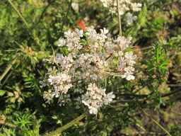 Ames_25729_09ncab01_SD_PL_UM_2010-08-27_03.jpg
