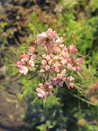 Ames_25729_09ncab01_SD_PL_UM_2010-08-27_04.jpg