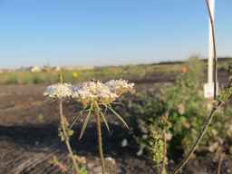 Ames_25729_09ncab01_SD_PL_UM_2010-08-27_05.jpg
