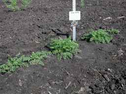 Ames_25729_09ncab01_SD_PL_XX_2010-07-13_01.jpg