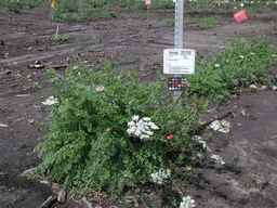Ames_25729_09ncab01_SD_PL_XX_2010-08-03_01.jpg