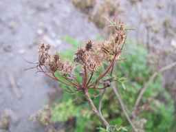 Ames_25729_09ncab01_SD_SD_XX_2010-09-15_01.jpg