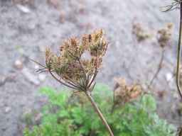 Ames_25729_09ncab01_SD_SD_XX_2010-09-15_02.jpg