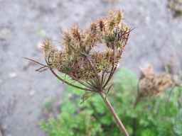 Ames_25729_09ncab01_SD_SD_XX_2010-09-15_03.jpg