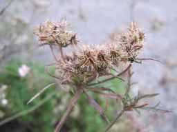 Ames_25729_09ncab01_SD_SD_XX_2010-09-15_04.jpg