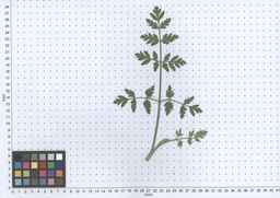 Ames_25750_12ncax01_SD_PL_LV_2013-05-30_01.jpg