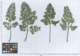 Ames_25898_10ncab01_SD_PL_LV_2013-06-17_01.jpg