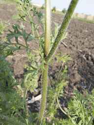 Ames_25898_10ncab01_SD_PL_LV_2013-07-02_01.jpg