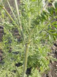 Ames_25898_10ncab01_SD_PL_LV_2013-07-02_02.jpg