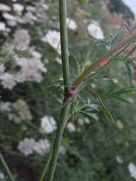 Ames_25898_10ncab01_SD_PL_LV_2013-07-31_01.jpg