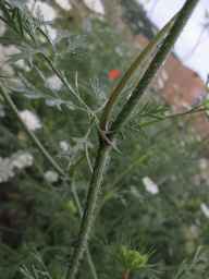 Ames_25898_10ncab01_SD_PL_LV_2013-07-31_02.jpg