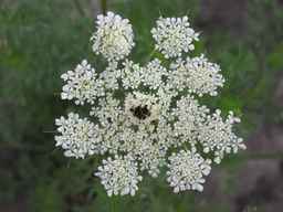 Ames_25898_10ncab01_SD_PL_UM_2010-08-20_02.jpg