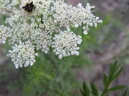 Ames_25898_10ncab01_SD_PL_UM_2010-08-20_03.jpg