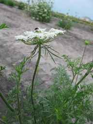 Ames_25898_10ncab01_SD_PL_UM_2010-08-20_04.jpg