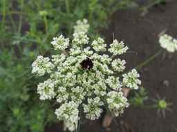 Ames_25898_10ncab01_SD_PL_UM_2011-08-05_01.jpg