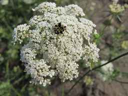 Ames_25898_10ncab01_SD_PL_UM_2011-08-22_01.jpg