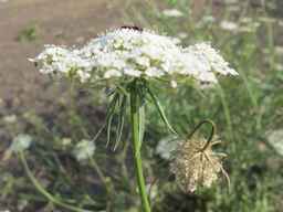 Ames_25898_10ncab01_SD_PL_UM_2011-08-22_02.jpg