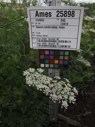 Ames_25898_10ncab01_SD_PL_UM_2013-07-31_01.jpg