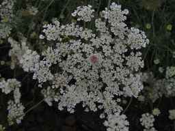 Ames_25898_10ncab01_SD_PL_UM_2013-07-31_03.jpg